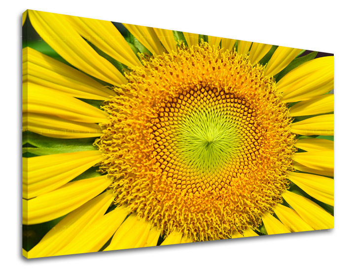 Pittura murale FIORI DI SOLE