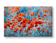 Pittura murale FIORI ROSSI_159-11