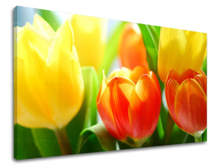 Pittura murale FIORI TULIPANI