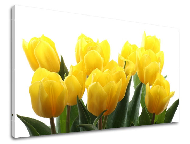 Pittura murale FIORI TULIPANI