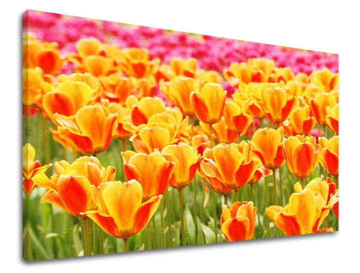 Pittura murale FIORI TULIPÁNY