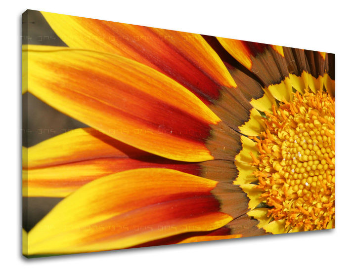 Pittura murale FIORI