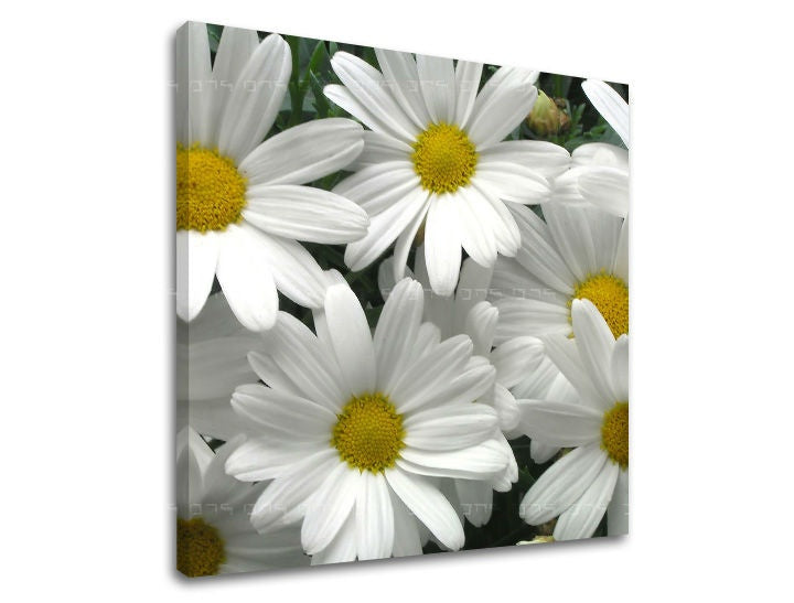 Pittura murale FIORI