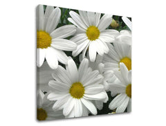 Pittura murale FIORI