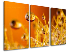 Pittura murale in 3 parti RASTLINY