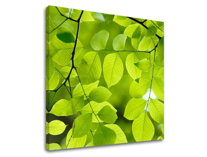 Pittura murale RASTLINAS