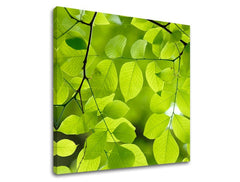 Pittura murale RASTLINAS