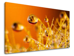 Pittura murale RASTLINY