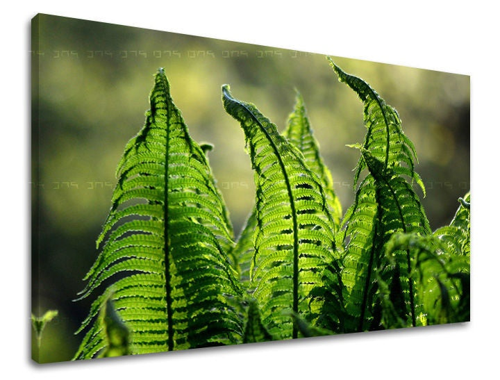 Pittura murale RASTLINY