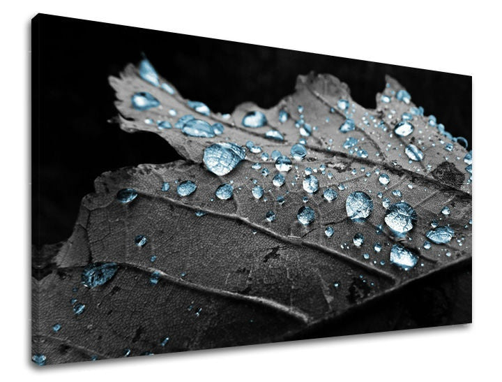 Pittura murale RASTLINY