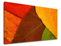 Pittura murale RASTLINY