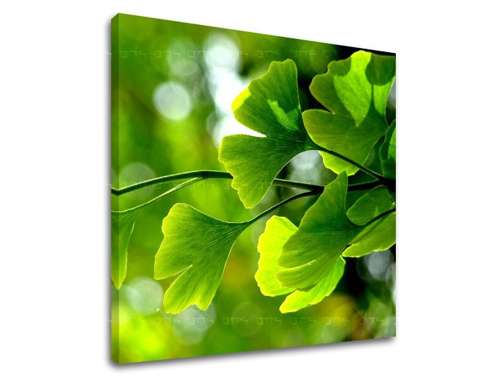 Pittura murale RASTLINY
