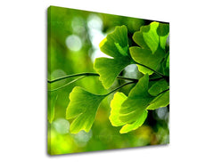 Pittura murale RASTLINY