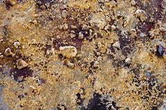 Quadro murale dipinto TREES 1 parte
